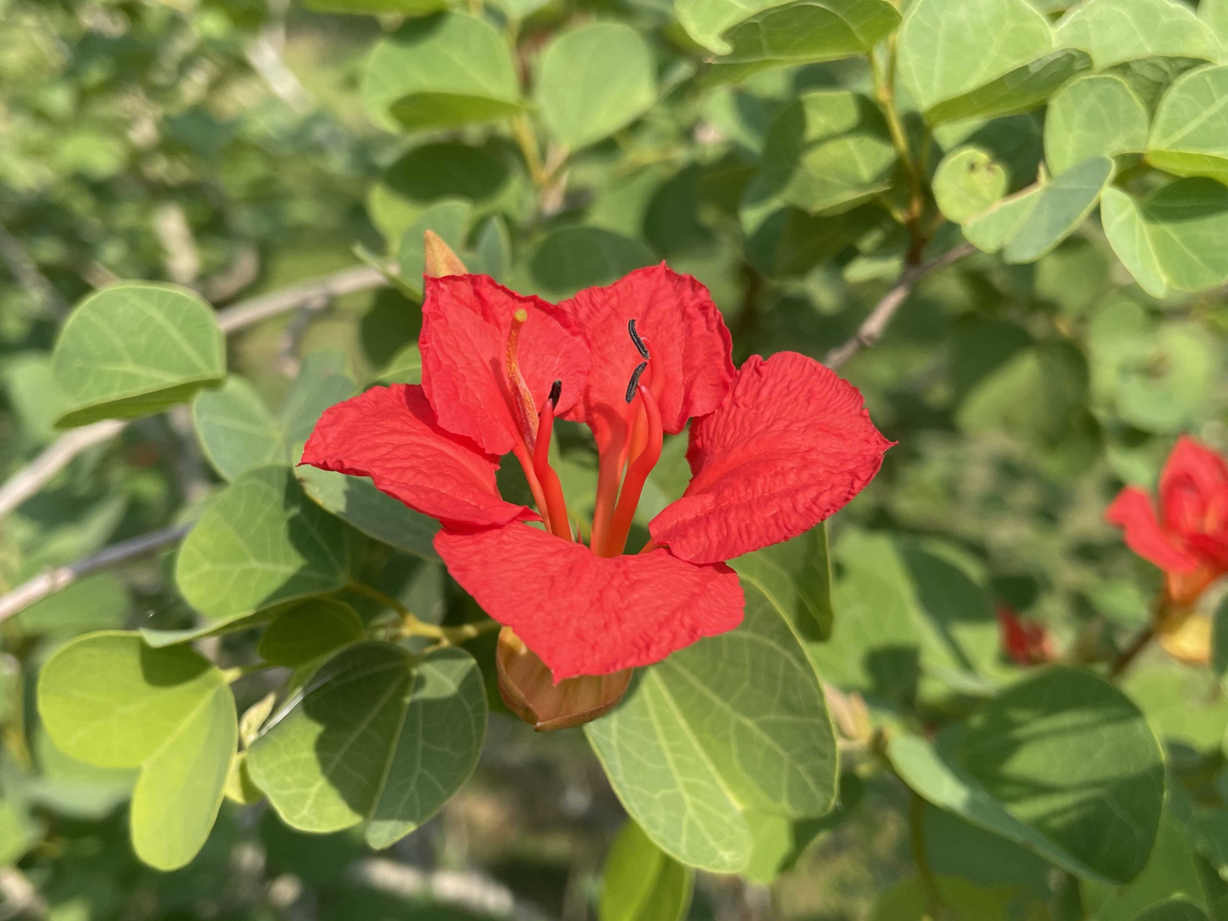 Why Do Lianas Outcompete Trees in Seasonal Tropical Forests?