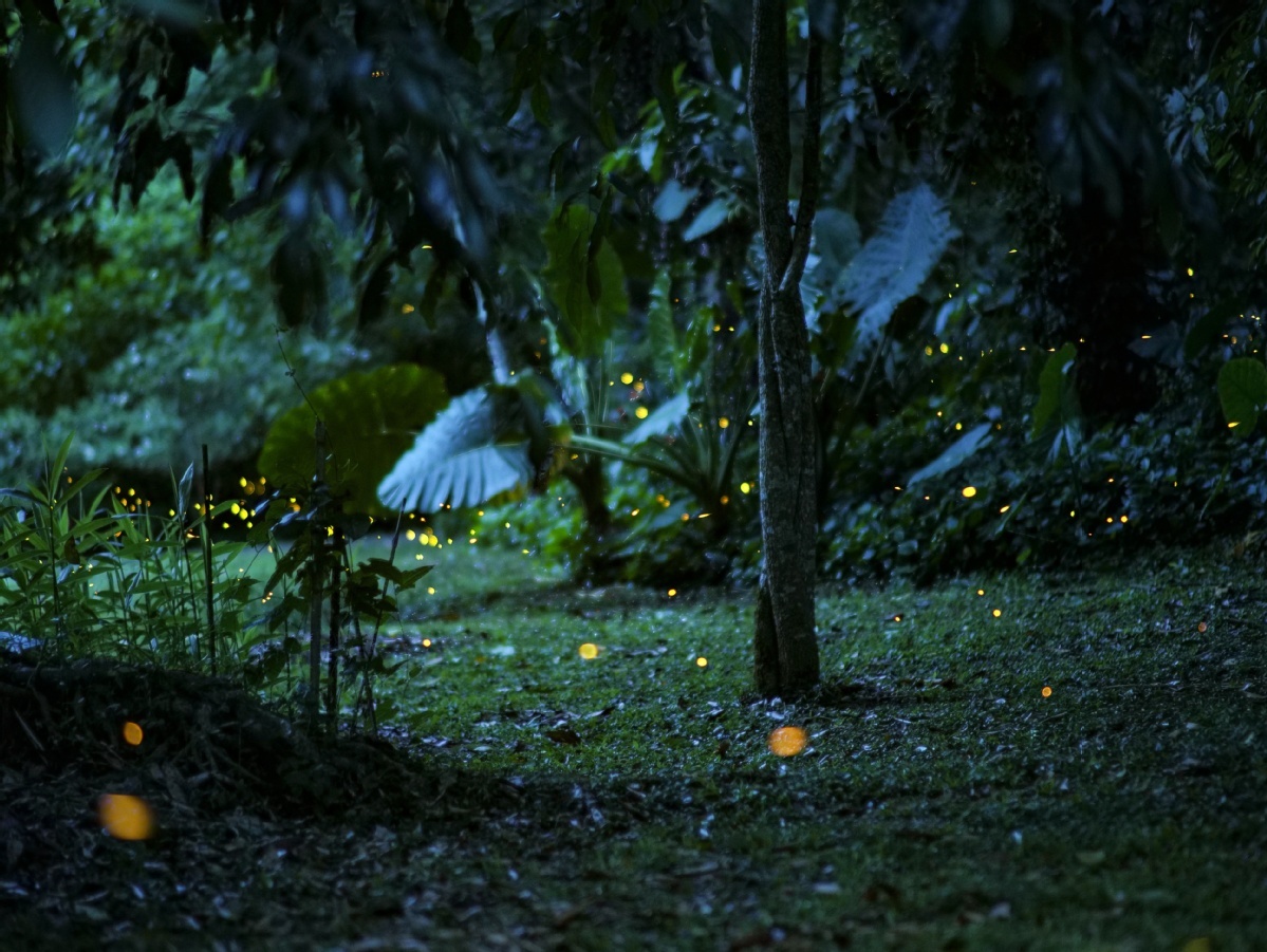 Fireflies light up summer nights in Yunnan