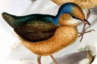 Blue-naped Pitta found in Xishuangbanna