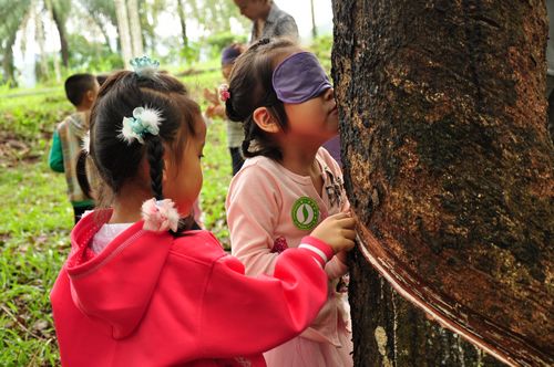 Meet-a-Tree game for children at XTBG kindergarten