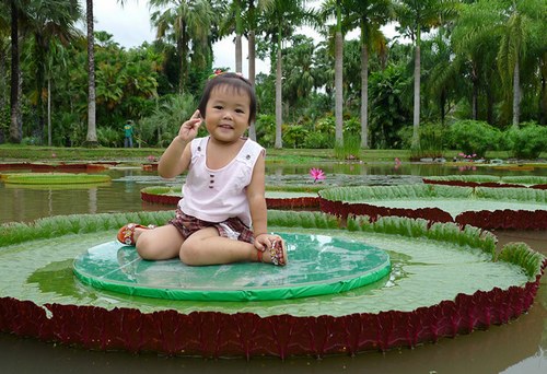 Sitting on a huge king lotus leaf launched again