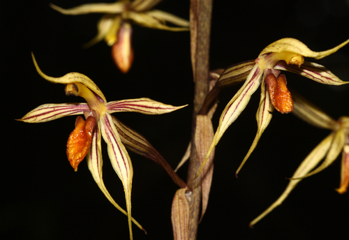 Huge leafless orchid