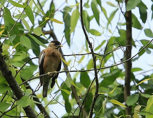 Third XTBG Bird Watching Festival calls for your participation