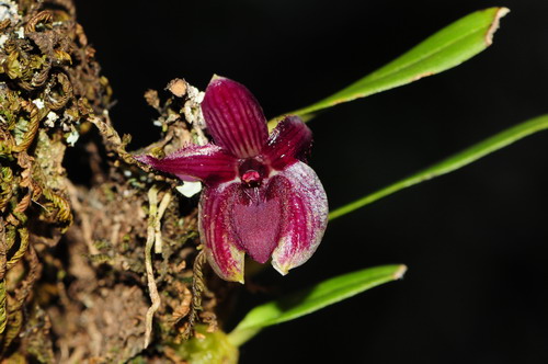 Two new orchid records reported from Xishuangbanna