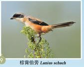Welcome to 4th bird watching festival in XTBG