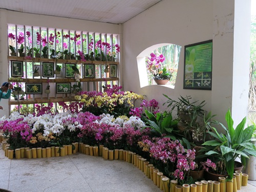 “Orchids in Nature” – orchid exhibition feasts eyes of visitors