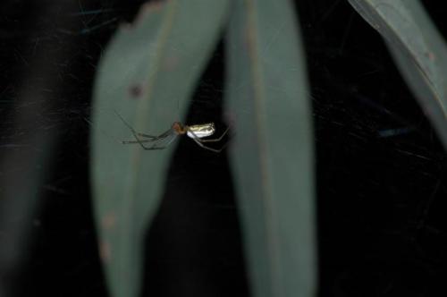Thirty new spider species found in XTBG