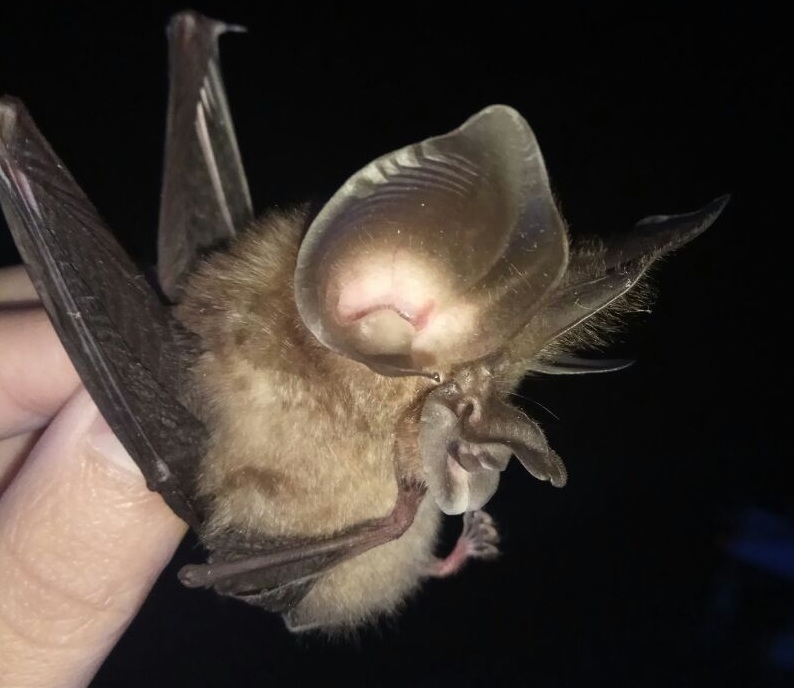 The amazing bats of Xishuangbanna Tropical Botanical Garden