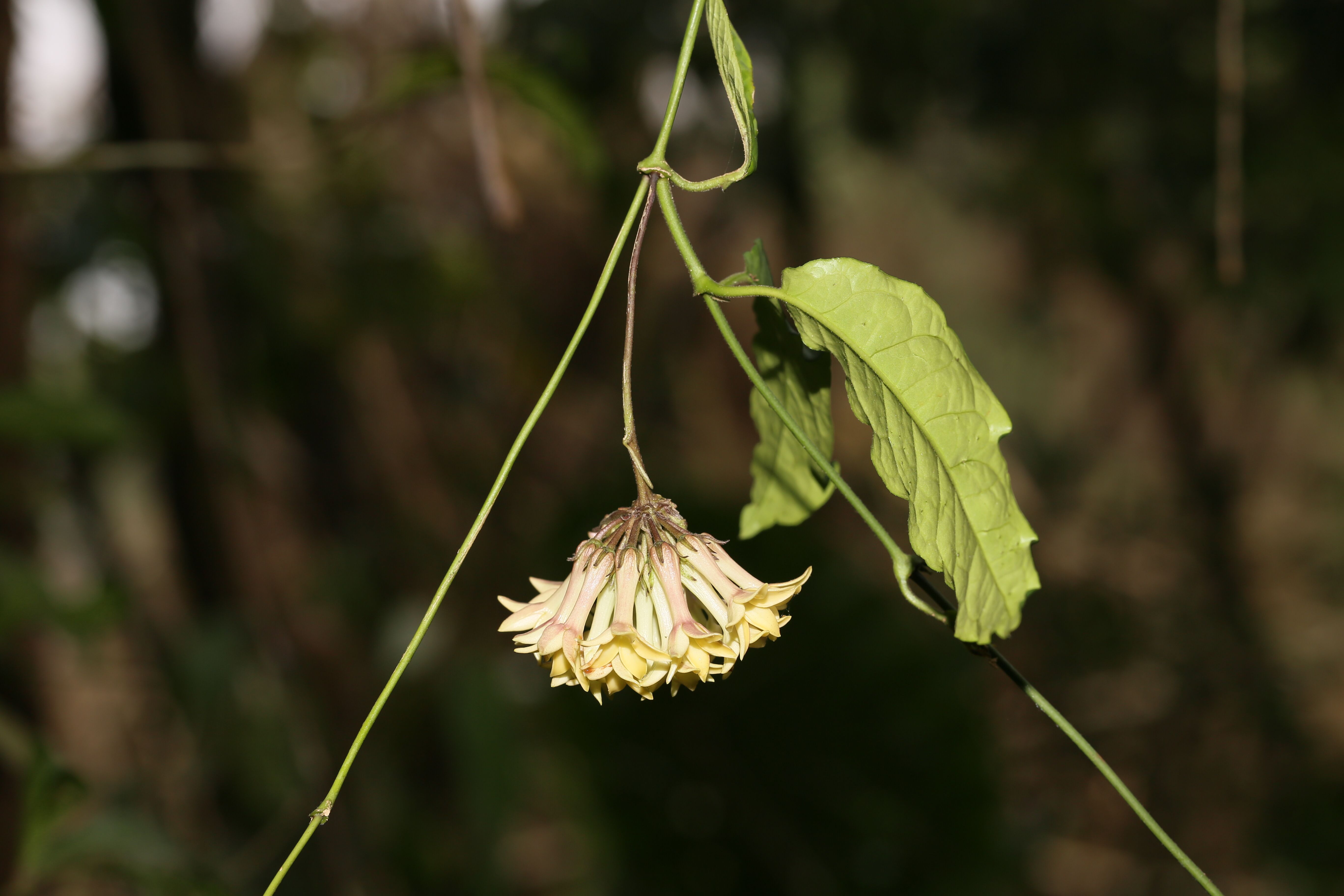 First new species of Jasminanthes reported from Laos