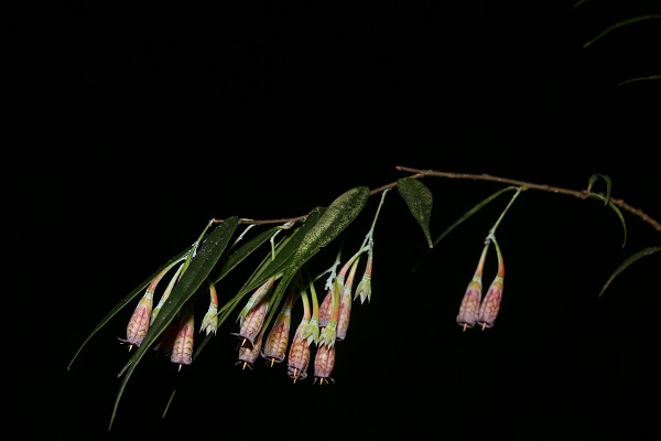 Scientists discover new shrub species in Myanmar