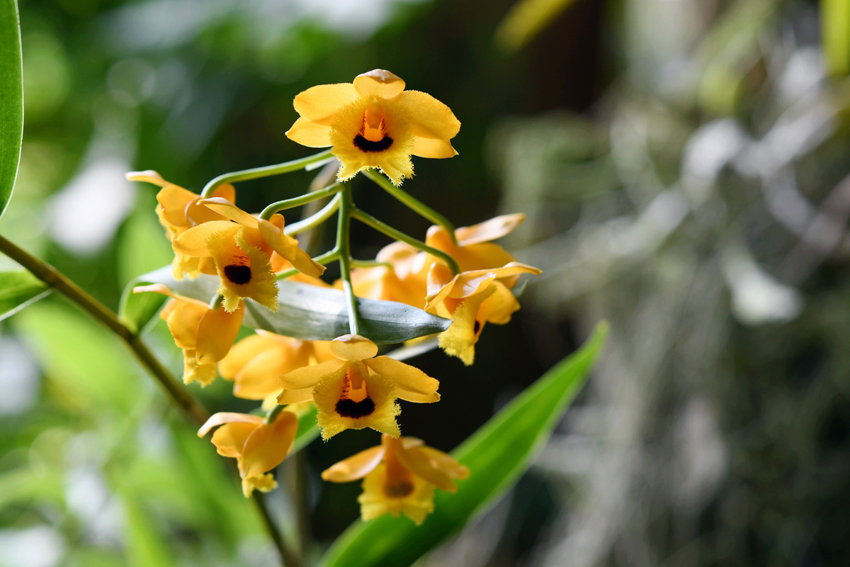 In pictures: Blossoms brightening Xishuangbanna 9