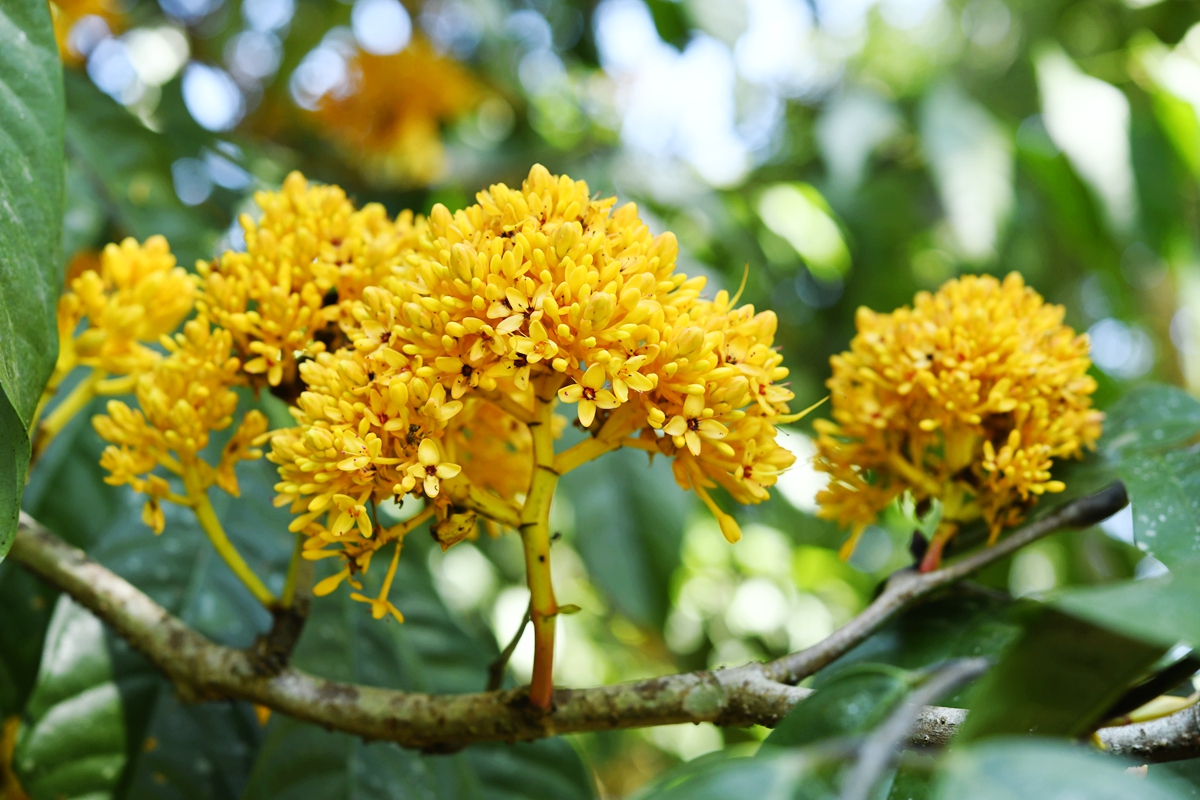 In pictures: Blossoms brightening Xishuangbanna 12