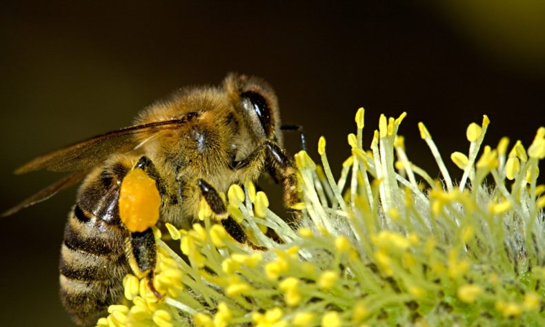 New research demonstrates how ‘undertaker’ bees find the dead bodies of their mates