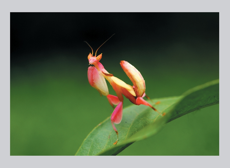 Biodiversity photo show to celebrate International Museum Day 2020