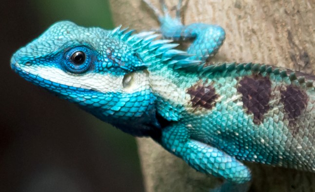 Under-regulated pet trade leaves thousands of species vulnerable