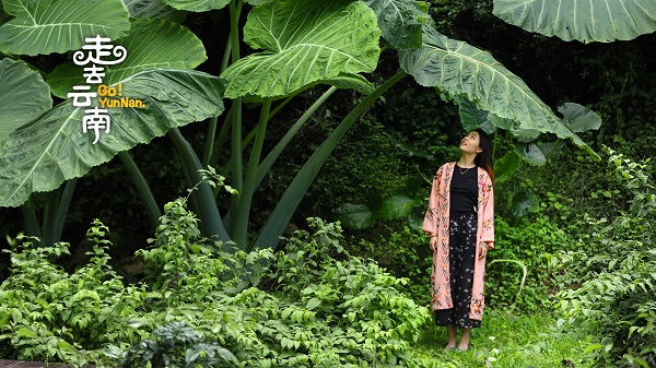 Live: Lost in Greenery - Jungle trekking in SW China's Xishuangbanna