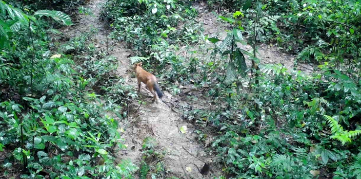 Asian wild dog appears in Xishuangbanna Tropical Botanical Garden