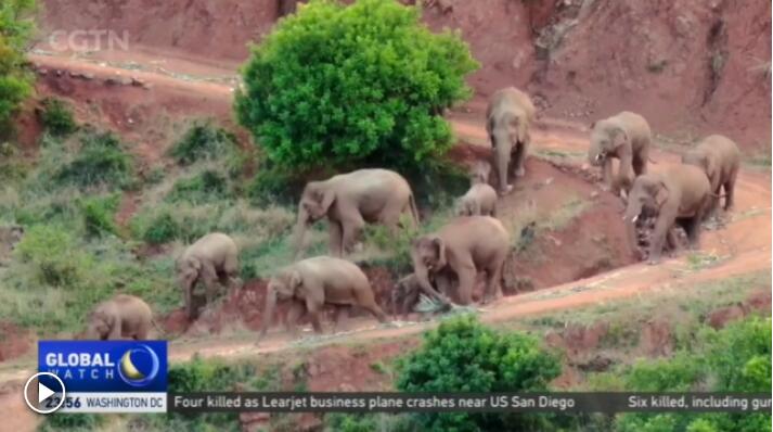 Returning home: A look back on the return of migrating elephants to their natural habitat in southwest China's Yunnan