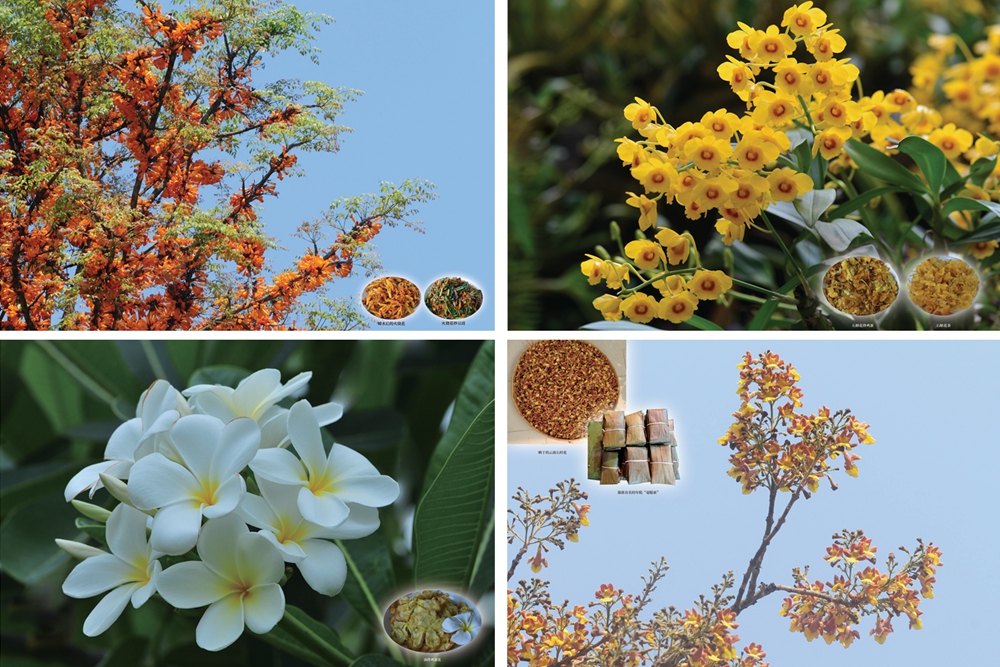 Photos of wild edible flowers on display
