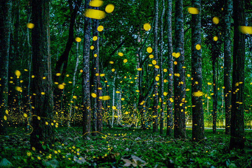 Glowing fireflies light up night in Xishuangbanna, SW China’s Yunnan