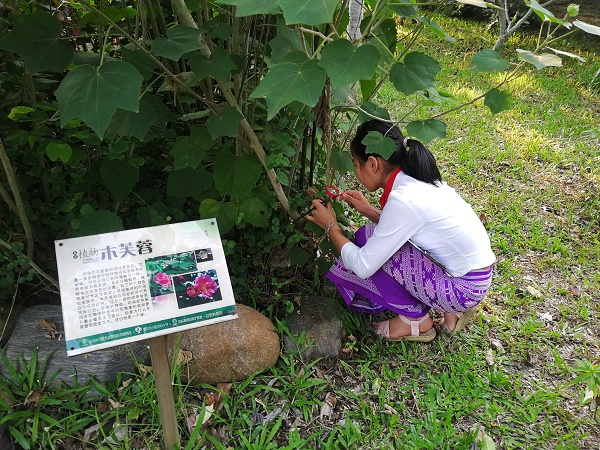 A primary school students is observing plants in her school garden.jpg