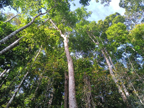 Phytochemical diversity and herbivory are higher in tropical forests: study