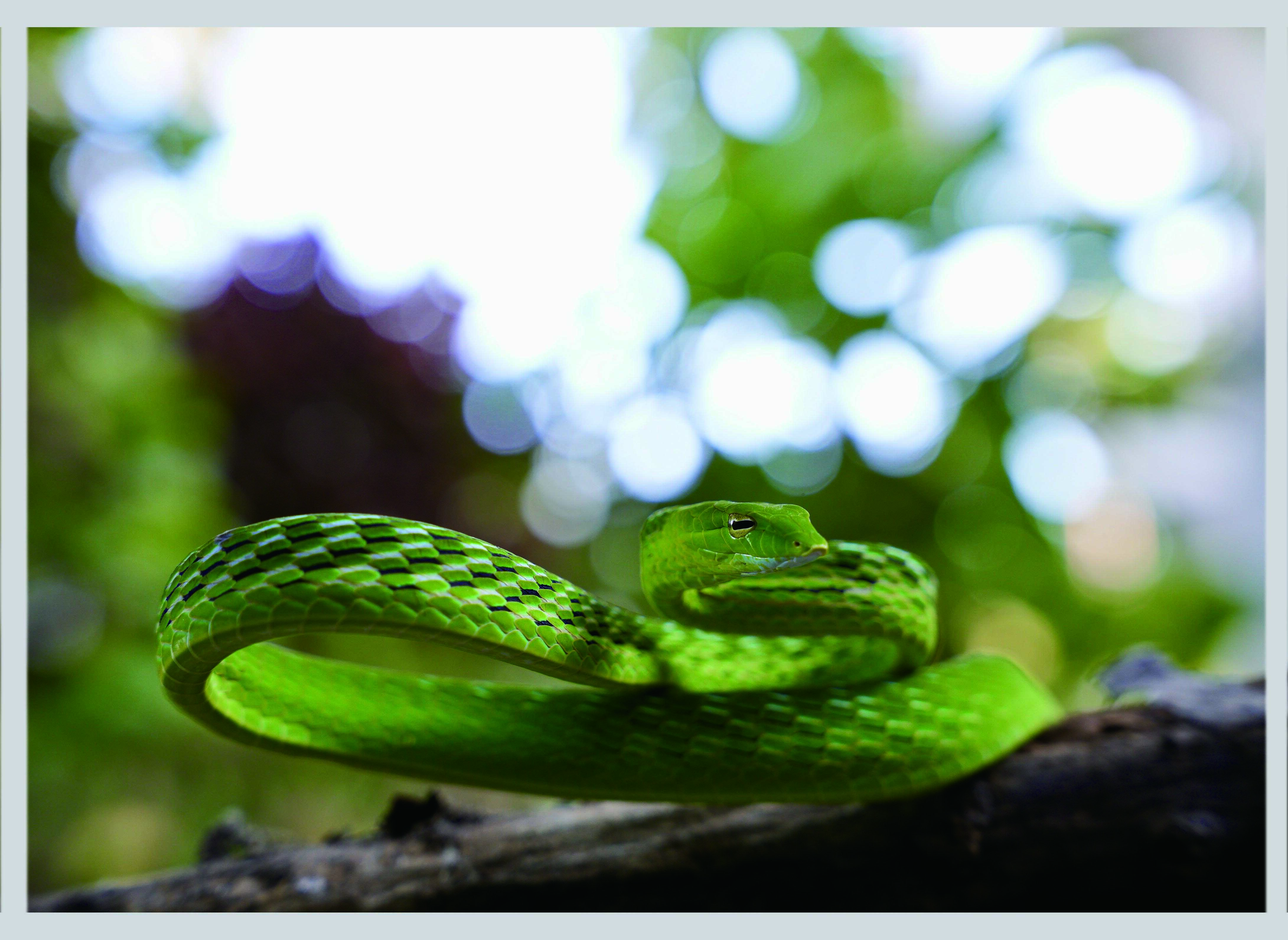 Photos of snakes on display