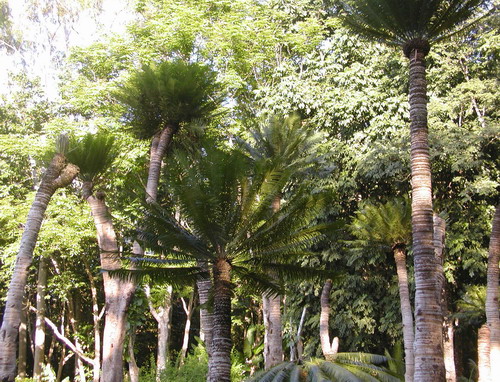 The Cycad Collection
