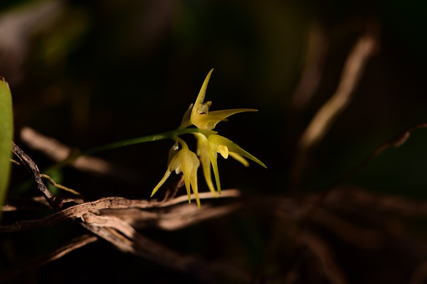 A new species of orchid found in Tibet