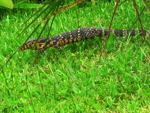 Water Monitor makes its way through swamps of XTBG Palm Garden