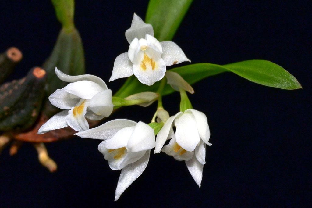 Panisea moi, a new species (Orchidaceae: Epidendroideae) from Hainan, China