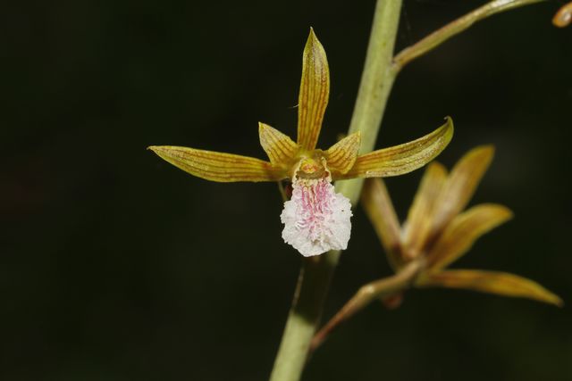 An Asian orchid, Eulophia graminea, detected in Xishuangbanna