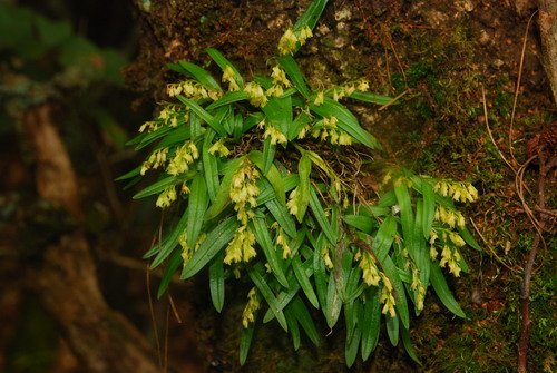A new species of orchid found in SW Yunnan
