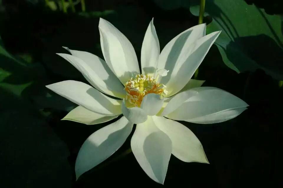 Lotus Cultivar Nelumbo nucifera ‘Xitao Feixue’ settles in XTBG