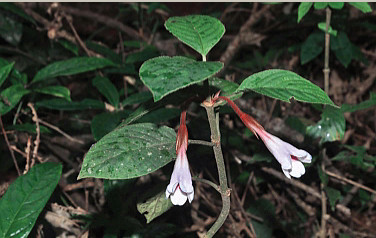 A new species of Rubiaceae found in Myanmar