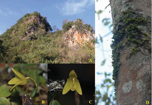 A new species of Bulbophyllum in limestone forest of Xishuangbanna