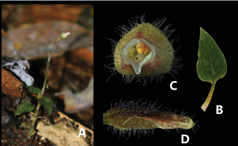 A new species of Cheirostylis found in limestone forest of Xishuangbanna