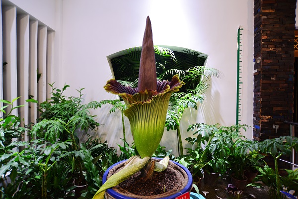 The giant corpse flower blooms at Xishuangbanna Tropical Botanical Garden