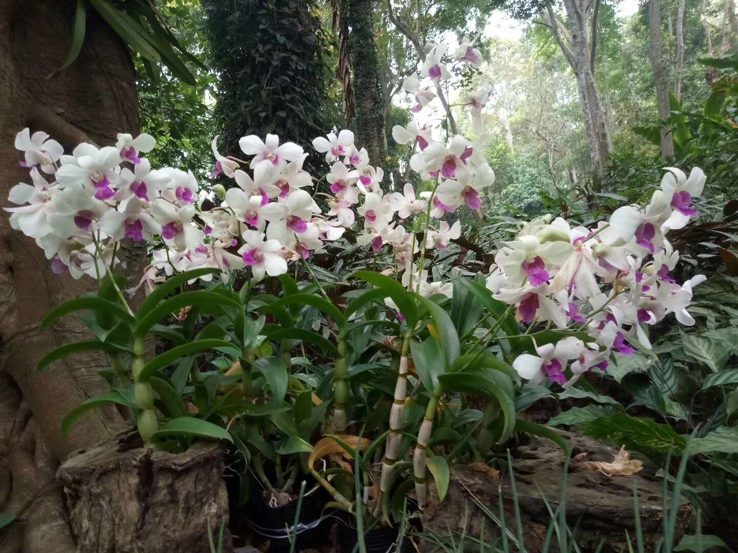 The orchid show 2018 in XTBG