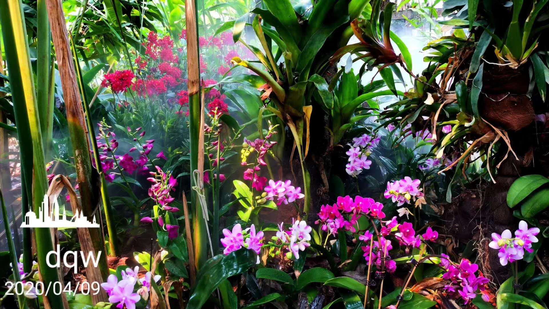 Natural Orchid Show 2020 at XTBG