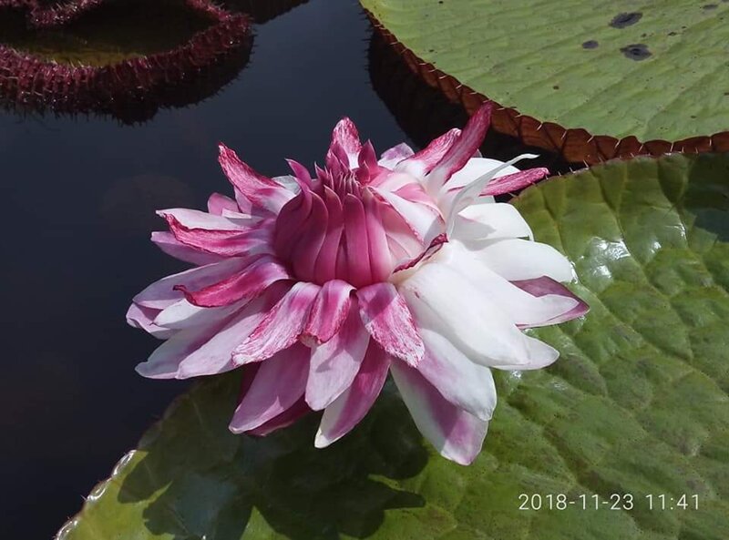 Victoria ‘Dreamer’ registered by International Waterlily and Water Gardening Society