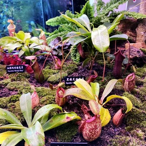 XTBG holds first carnivorous plants exhibition