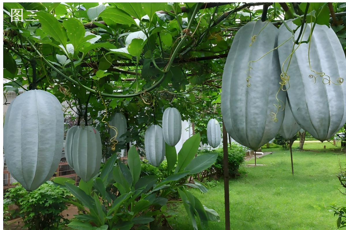 Telfairia occidentalis fruits at XTBG