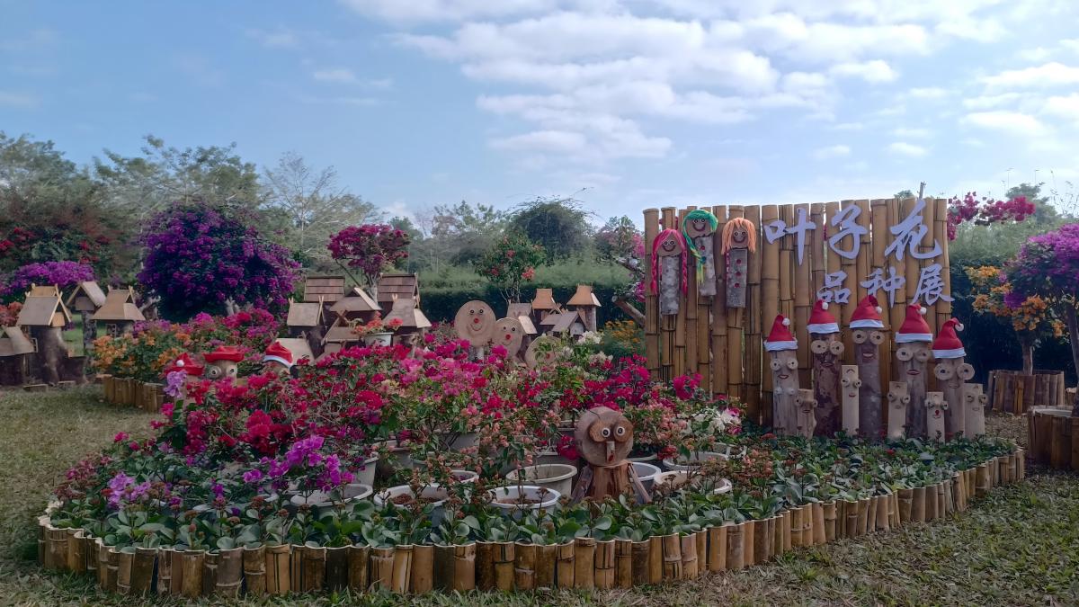 Third Bougainvillea flowers exhibition at XTBG