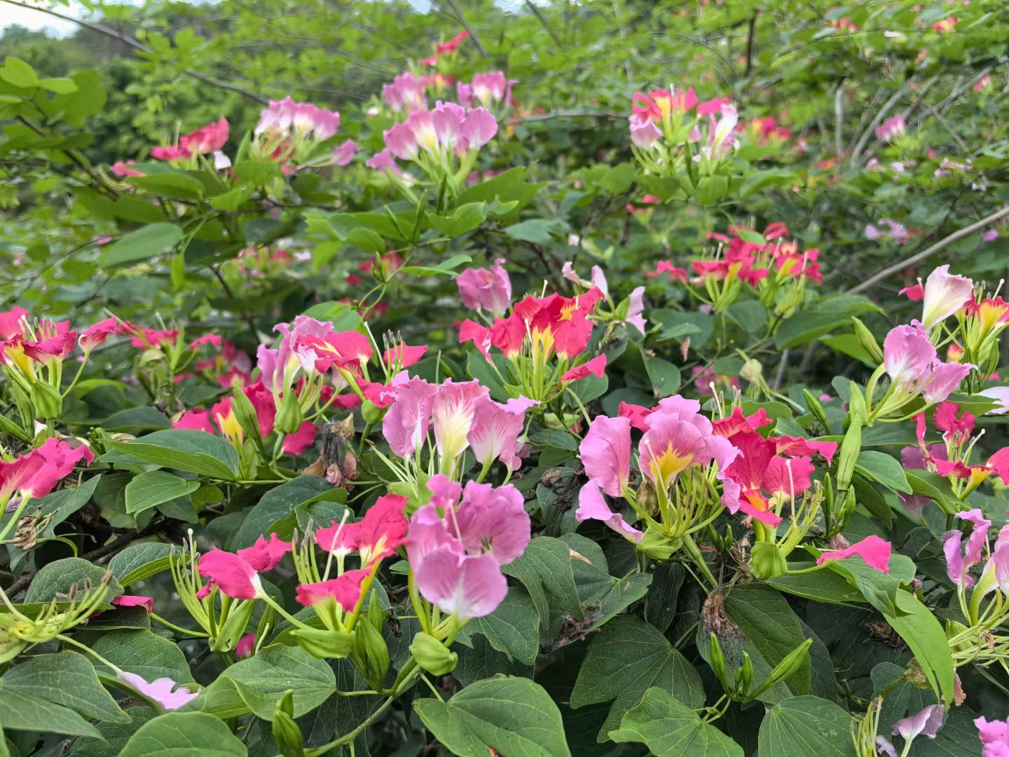 XTBG secures multiple new plant variety rights