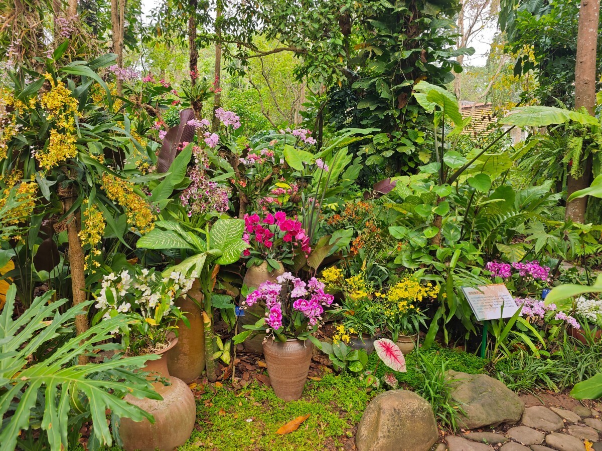 13th “Orchids in Nature” exhibition opens