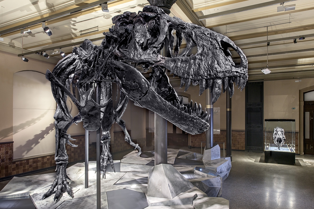 Prof. Harald Schneider visits Natural History Museum of Germany