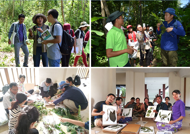 SEABRI helps to equip Myanmar researchers with better understanding of plant identification