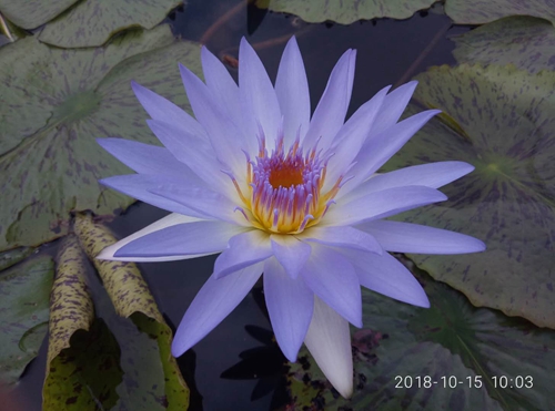 Nymphaea ‘Lanniao Tixie’ registered by International Waterlily and Water Gardening Society