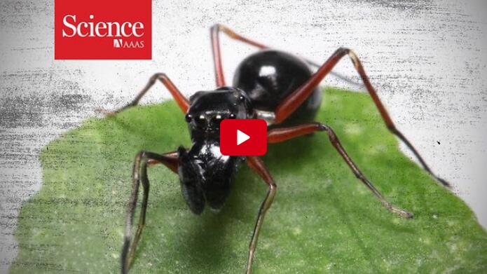 【Science】Spider moms spotted nursing their offspring with milk